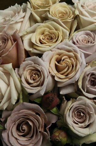 Bloom Magazine, Ethereal Romantic, Rose Varieties, Colour Theme, La Rose, Favorite Flowers, Antique Roses, Beautiful Blooms, Beautiful Roses