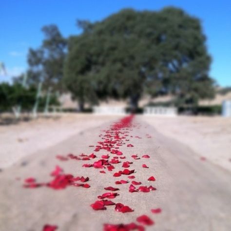 Red Rose Petal Walkway Rose Petal Walkway, Rose Pedals, Red Rose Petals, Winery Wedding, Winery Weddings, Walkway, Flower Petals, Rose Petals, Red Rose