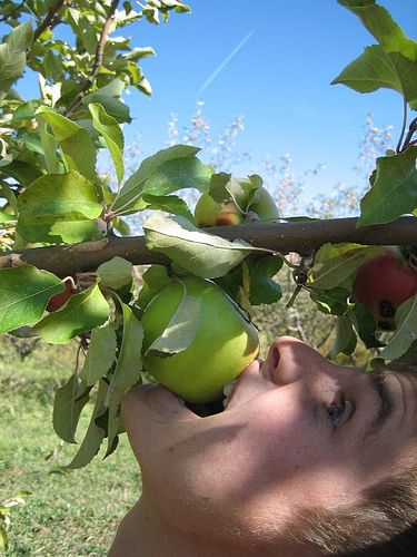 #applepicking #apple #picking #bite Biting Apple Reference, Bitten Apple, Apple Picking Aesthetic Couple, Apple Picking Aesthetic Fall, Biting An Apple Photography, Apple Bite, Ap Drawing, Apple Picking, Fall Colors