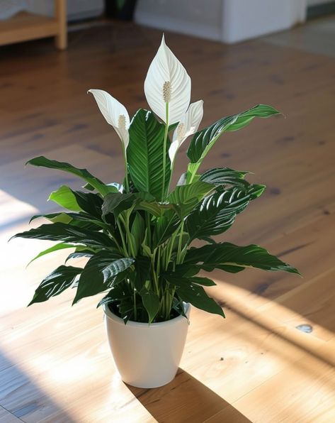 11 ways to get your peace lily to bloom Potted Peace Lily, Peace Lily In Bedroom, Peace Lily Decor Ideas, Lily Plants Indoor, Indoor Peace Lily, Peace Lilly Plants Decor, Peace Lily Decor, How To Take Care Of Peace Lily Plant, Peace Lily Indoor