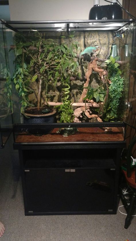 Chameleon Terrarium Ideas, Panther Chameleon Enclosure, Chameleon Cage Setup Ideas, Chameleon Terrarium, Chameleon Enclosure, Lizard Cage, Lizard Terrarium, Chameleon Cage, Panther Chameleon