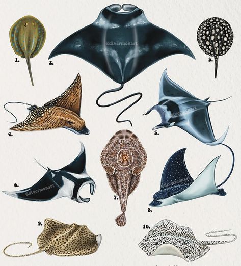 Stingray Anatomy, Sting Ray Tatoos, Sting Ray Art, Bat Ray, Sea Creatures Drawing, Sting Rays, Spotted Eagle Ray, Eagle Ray, Animal Study