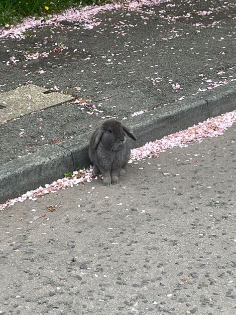 blossom. rabbit. grey rabbit. gray. blossom leaves. pink. cute. aesthetic. Grey And Pink Background Aesthetic, Grey Rabbit Aesthetic, Light Pink And Grey Aesthetic, Grey Bunny Aesthetic, Pink Gray Aesthetic, Gray Pink Aesthetic, Grey Pink Aesthetic, Pink And Gray Aesthetic, Grey And Pink Aesthetic