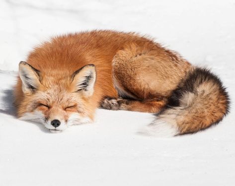 Fox Sleeping, Mountain Drawing, Fox Painting, Fairy Crafts, Red Fox, Animals Images, A Rock, How To Paint, Animal Paintings