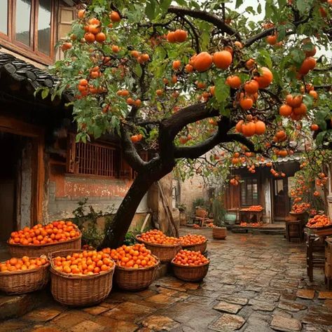 ↑↑↑ Larger size on website 🔸 A large persimmon tree laden with ripe orange fruit stands in a courtyard. Baskets overflowing with Fall Fruit Platter, Traditional Chinese House, Persimmon Tree, Persimmon Fruit, Chinese Courtyard, Fall Fruit, Growing Fruit Trees, Chinese House, Fall Fruits