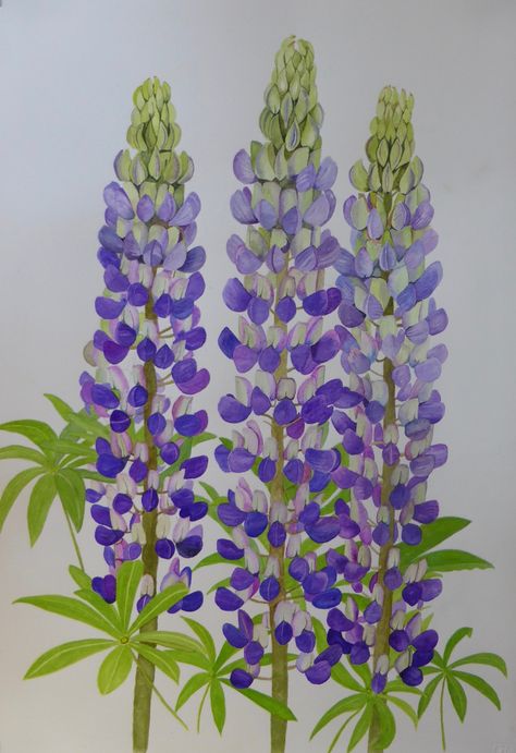 Lupin Watercolor Paintings, Watercolour Lupin, Lupine Flowers Painting, Lupins Painting, Lupin Painting, Silvery Lupine, Lupine Flowers, Wreath Illustration, Learn Watercolor