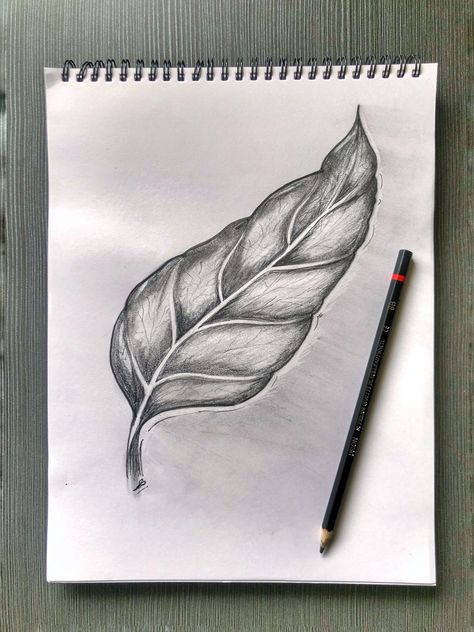 Leaves Pencil Shading, Shaded Leaves Drawing, Leaf Shading Pencil, Leaves Shading Pencil, Charcoal Pencil Drawings Easy, Shading Drawings Easy, Charcoal Pencil Art Easy, Leaves Sketch Pencil, Shading Drawing Easy