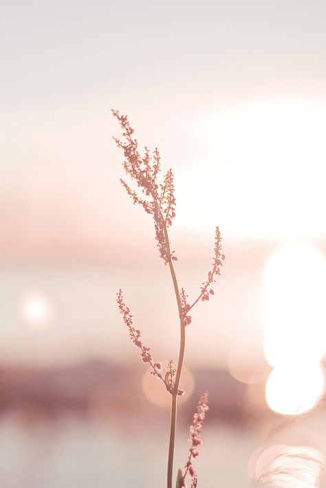 Radiance | Bathe in the light. Shop | Facebook | Twitter … | Flickr Rose Gold, Sun, Water, Flowers, Pink, Gold