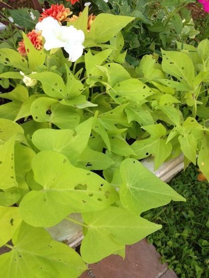 Frances Washington's discussion on Hometalk. Something is putting holes in my ornamental potato vine - Something is eating hole in my flowers what can I do Sweet Potato Plant Vine, Side Pergola, Remove Popcorn Ceiling, Flower Information, Garden Curb Appeal, Potato Plant, Basic Flower, Outside Steps, Sweet Potato Plant