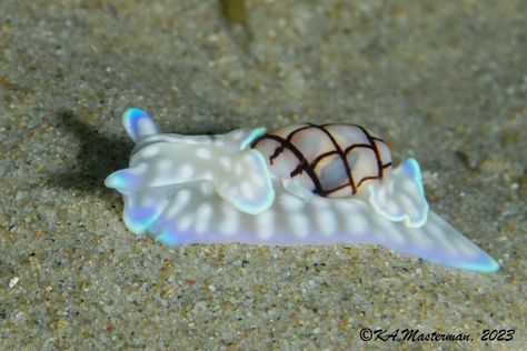 Nudibranch Central | ...I'm Batman....or not, this is a Guam paper bubble snail (Micromelo guamensis) under the Tallebudgera creek bridge, (Queensland, Australia) morning... Creek Bridge, I'm Batman, Sea Snail, Sea Slug, Im Batman, Little Critter, Marine Animals, Queensland Australia, Amphibians