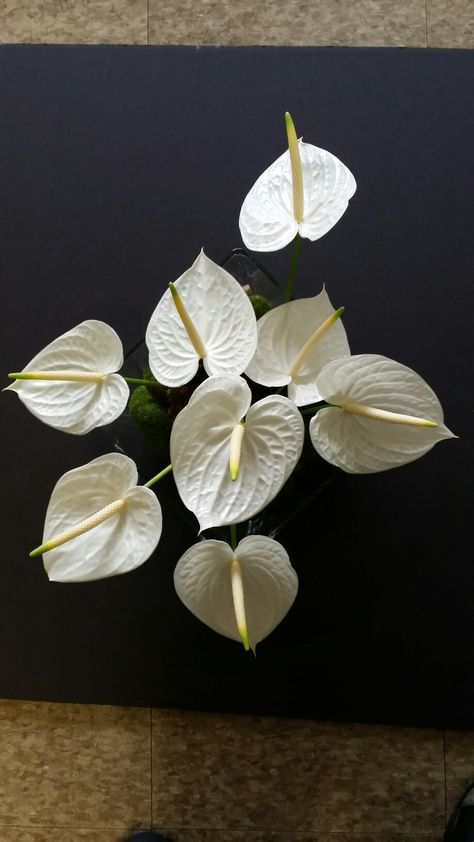 White anthurium centerpiece.  Available at Vasetovase.com. Anthurium Centerpiece, Anthurium Wedding Decor, White Anthurium Arrangement, Anthurium Arrangement Modern, White Anthurium Bouquet, Pomegranate Heart, Anthurium Arrangement, White Anthurium, Anthurium Bouquet