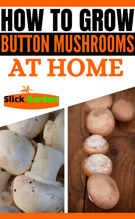 How To Grow Button Mushrooms At Home, How To Grow Button Mushrooms, Growing Button Mushrooms At Home, Grow Mushrooms From Store Bought, Planting Mushrooms At Home, Growing Edible Mushrooms, Button Mushrooms Growing, Growing Mushrooms At Home Diy, How To Grow Mushrooms From Scraps