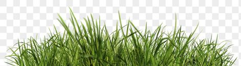 Green Grass Png, Grass Png, Modern Classic Interior, Png Images Free, Architecture Concept Drawings, Architecture Concept, Photography Images, No Background, Beautiful Flowers Pictures