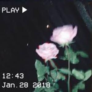 Spotify Playlist, Roses, Green, Pink, Black