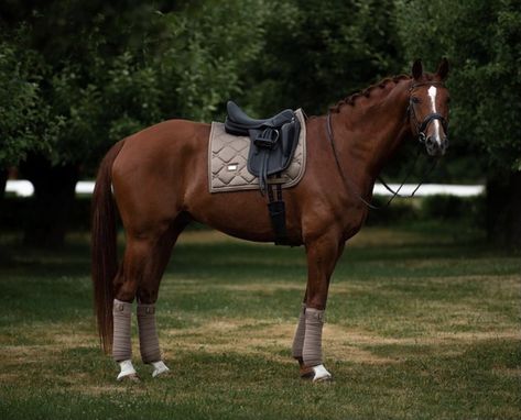 Chestnut Horse Tack, Chestnut Horse Tack Colors, Pony Tack, Chestnut Horses, Horse Outfits, Horse Saddle Pads, Equestrian Aesthetic, Horse Dressage, Tack Sets