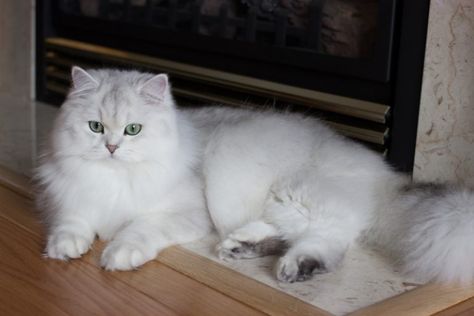 British Chinchilla Cat, Chinchilla Persian Kitten, White Chinchilla, Persian Chinchilla, Silver Persian Cat, Chinchilla Persian, Grey And White Persian Cat, British Shorthair Kittens, Persian Cats