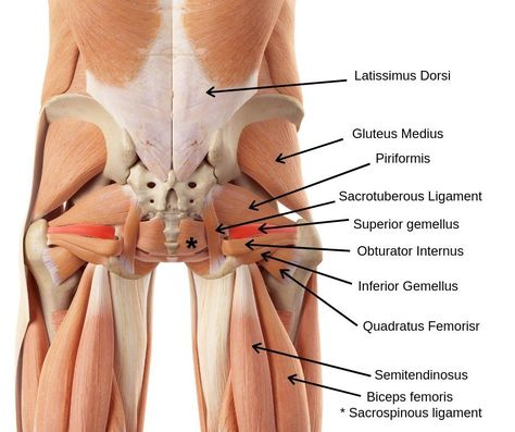 Lower Back Pain & the Sacroiliac Joint Body Muscle Anatomy, Muscular System Anatomy, Human Muscle Anatomy, Basic Anatomy And Physiology, Human Body Anatomy, Muscular System, Muscle Anatomy, Medical Anatomy, Pelvic Pain