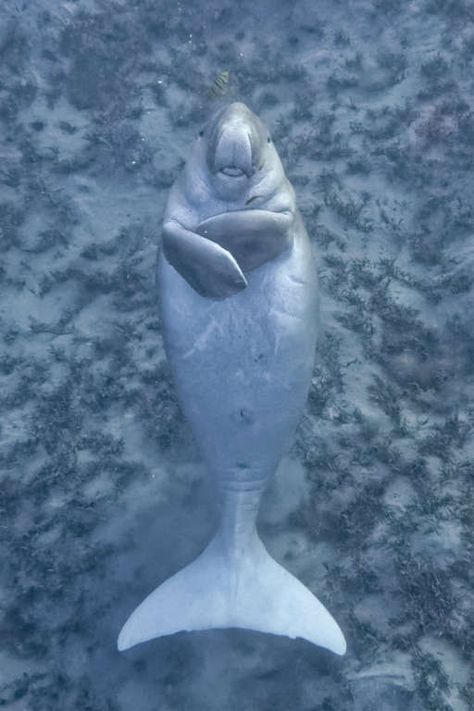 The sea cow - cinoby / Getty Endangered Sea Animals, Wallpaper Ocean Aesthetic, Manatee Art, Purple Sea Urchin, Grey Reef Shark, Animals List, Ocean Ecosystem, Tattoo Nature, Wallpaper Ocean