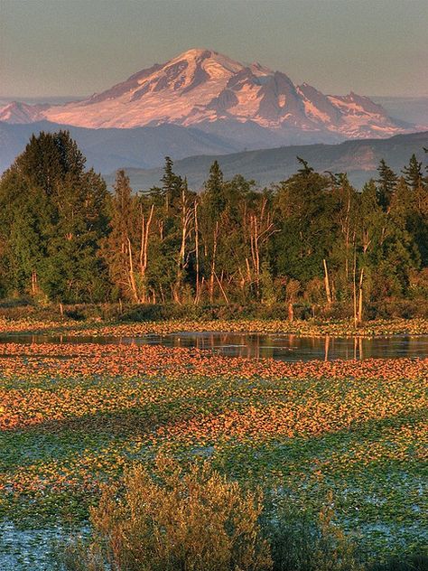 Mt. Baker in evening glow, Mount Baker Wilderness and the Mt. Baker-Snoqualmie National Forest, Washington Lummi Island Washington, Mount Baker Washington, Mt Baker Washington, Forest Washington, Miss Canada, Bathroom Painting, Washington State Parks, Mount Baker, Mt Baker