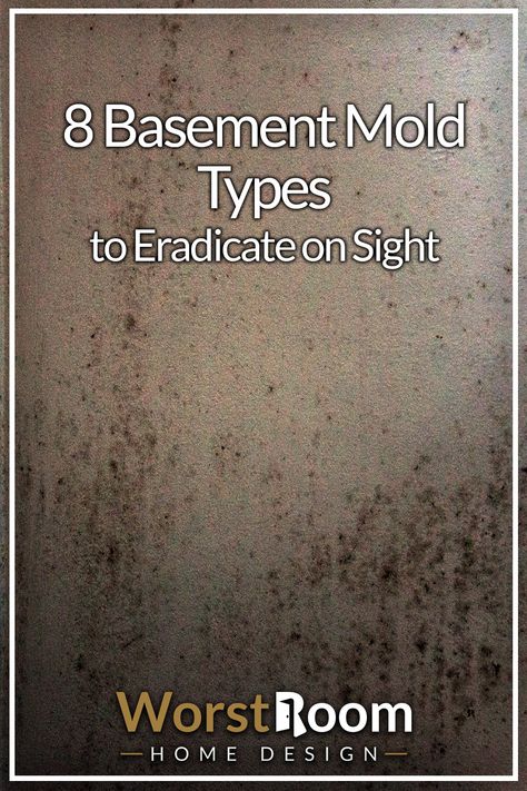 8 Basement Mold Types to Eradicate on Sight Mold In Basement, Basement Repair, Concrete Basement Floors, Leaking Basement, Remove Wall, Scandinavian Hygge, Mold Prevention, Old Basement, Mold Exposure