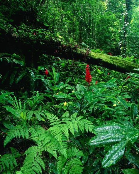 Rainforest Plants, Jungle Tree, Tropical Forest, Rain Forest, Tropical Rainforest, Amazon Rainforest, Green Forest, Green Nature, Tropical Garden