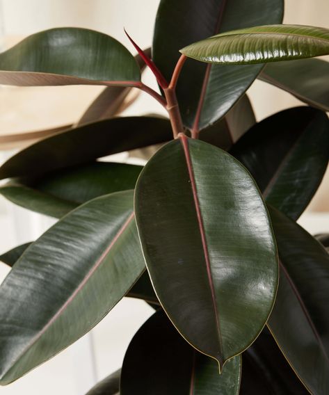 The Burgundy Rubber Tree is a spectacular indoor plant with thick, shiny leaves that range from its signature burgundy red to rich green and nearly black tones. A strong and sturdy plant, it’s ready to fill that bright spot in your home with a dose of drama. Though generally low-maintenance, it doesn’t like change—so pick the perfect spot and let it do its thing! This plant is native to the rainforests of India and South America. Given enough bright indirect light, ample humidity, and with caref Burgundy Rubber Tree, Modernist Apartment, Tree Clay, Rubber Tree Plant, Tree Indoor, Plants Aesthetic, Ficus Elastica, Black Tones, Rubber Plant