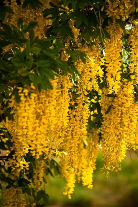 Golden Chain tree in bloom at Red Butte Garden, Salt Lake City, Utah. Utah Gardening, Red Butte Garden, Golden Chain Tree, Old But Gold, Yellow Plants, Golden Tree, Plant Aesthetic, Golden Chain, Ponds Backyard