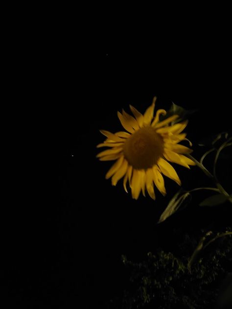 Sunflower at night ( see the little star on the left?) Sunflower Field At Night, Sunflower Dark Aesthetic, Dark Sunflower Aesthetic, Sunflower At Night, Alley Aesthetic, Sunflower Aesthetic, Kate Kane, Sunflower Fields, Head Over Heels