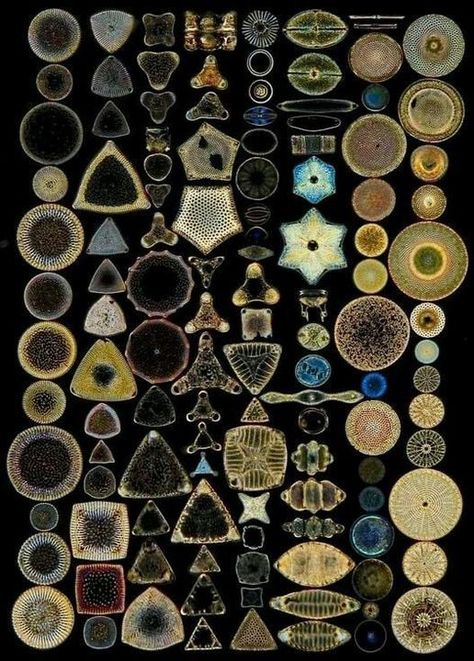 Single Cell Organism, Single Celled Organisms, Microscopic Algae, Microscopic Photography, Natural Form Art, Geometry In Nature, Fauna Marina, Bio Art, They Live