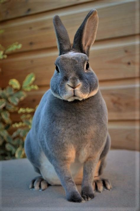 Blue Otter Rex Rabbit Rex Otter Rabbit, Rex Bunny, Rex Rabbits, Rabbit Feeder, Fluffy Bunnies, Blackberry Bramble, Rabbit House, Oc Aesthetic, Rabbit Breeds