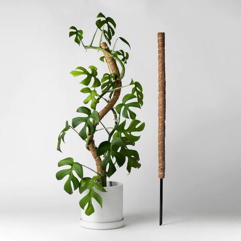 Indoor Climbing Plants, Pole Climbing, Moss Pole, Coco Coir, Plant Stakes, Indoor Climbing, Bumbo, Climbing Vines, Plant Supports