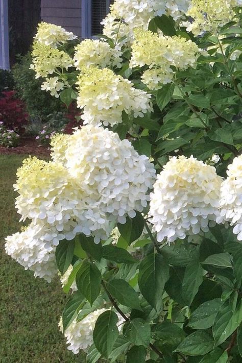 Hydrangeas Landscaping, Hydrangea Plant Care, Hillside Gardening, Hydrangea Plant, White Flower Garden, Hydrangea Landscaping, Banana Fiber, Tattoo Plant, Panicle Hydrangea