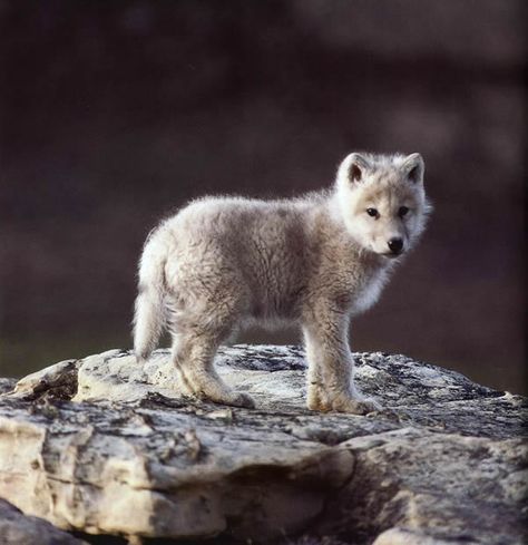 wolf pup! Looks like Shasta when she was a puppy except she was black Wolf Puppy, Baby Wolves, Arctic Wolf, Baby Wolf, Wolf Pup, Wolf Photos, Wolf Love, Wolf Pictures, Beautiful Wolves