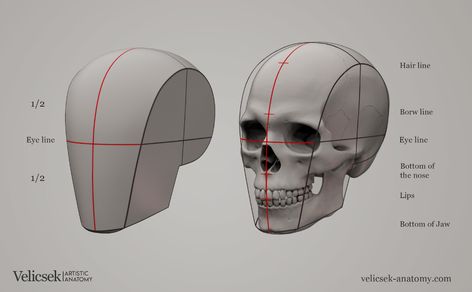 ArtStation - Anatomy Studies , Gusztav Velicsek Art Of Anatomy, Skull Reference Anatomy, Head For Drawing, Human Skull Reference, Human Skull Drawing, Human Skull Anatomy, Human Body Proportions, Skull Study, Anatomy Studies