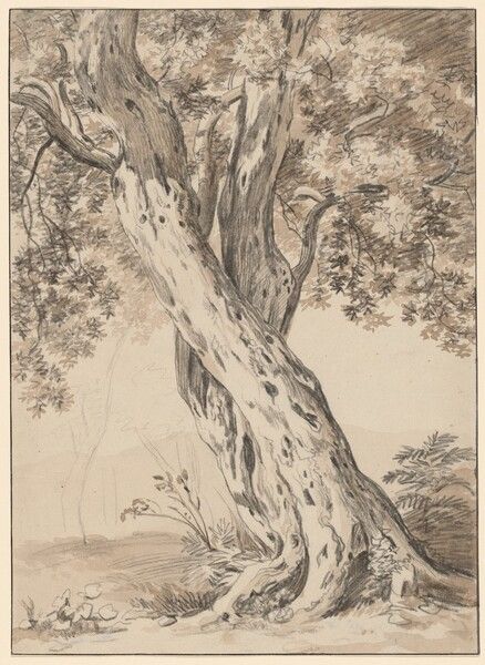 Vintage Oak Tree Illustration, Oak Tree Drawings, A3 Poster, Oak Trees, Classic Image, National Gallery Of Art, Artistic Inspiration, Witch Aesthetic, Tree Drawing