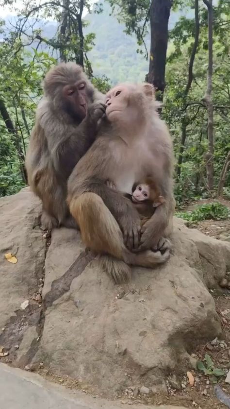 Monkey Family, Dog Accesories, Funny Phone, Awesome Animals, Animals Cute, Dog Videos, Cute Monkey, Funny Birds, Platypus