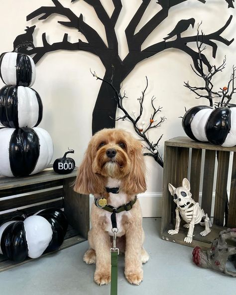 Our buddy @raylandthe.cavapoo looking BOO-tiful during his trip to the groomers (how cute are their decorations!?) 👻 Where are your favorite Bay Area spots to snap Halloween photos of your pup? Let us know in the comments! 🎃 #wildebeestco #doggear #dogparents #doghalloween #halloweendogs #halloween #dogaccessories #dogbrands Pet Photobooth Ideas, Halloween Dog Party Ideas, Dog Grooming Photo Backdrop, Dog Photo Backdrop, Dog Styling, Dog Grooming Salon Decor, Pet Photography Poses, Puppy Photoshoot, Halloween Anniversary