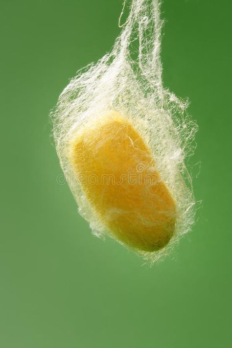 Cocoon of silkworm hanging on silk worm net. Green background #Sponsored , #Ad, #sponsored, #silkworm, #silk, #Green, #hanging Silk Worm, Silkworm Cocoon, Silk Weaving, Childhood Memories 70s, Ads Design, Faber Castell, Green Background, Ad Design, Green Backgrounds