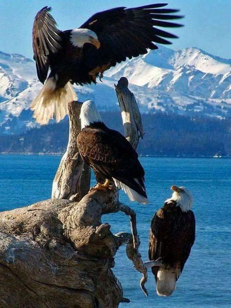 Homer Alaska, Bald Eagles, Brasov, The Eagles, Pretty Birds, For The Birds, Birds Of Prey, Amazing Animals, Animal Photo