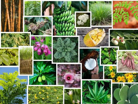 My Top 25 All-Star Tropical Permaculture Plants - The Growing Dutchman Tropical Permaculture, Permaculture Farming, Small Tropical Gardens, Permaculture Principles, Tropical Food, Growing Gardens, Permaculture Gardening, Permaculture Design, Edible Landscaping