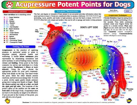 Pet Health Charts for Dogs - Acupressure Acupressure Chart, Animal Reiki, Dog Info, Acupressure Points, Les Chakras, Pet Hacks, Dog Health, Acupressure, Pet Health