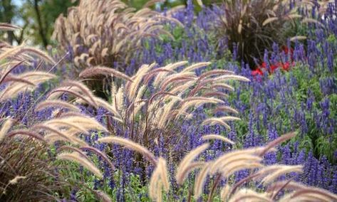 Plant Combination Ideas - Hardiness Zone 10 Pennisetum Setaceum, Drought Tolerant Garden, Perennial Grasses, Zone 10, Fountain Grass, Plant Combinations, Landscaping With Rocks, Ornamental Grasses, Farm Gardens