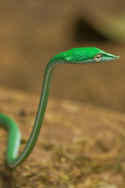 Vine snake. Cool #snakes #reptiles #topanimals                                                                                                                                                                                 More Vine Snake, Cool Snakes, Beautiful Snakes, Reptile Snakes, Cute Snake, Cool Animals, Reptiles And Amphibians, Animals Of The World, Cute Creatures