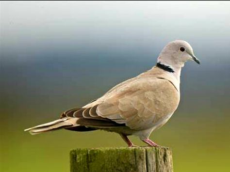 Collared Dove, Common Birds, Pink Bird, Birdhouse, Bird Houses, Paloma, Trip Advisor, North American, Feathers