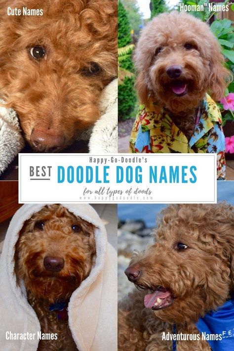 Best Goldendoodle Dog Names for All Types of Doods - Happy-Go-Doodle® Sheepadoodle Names, Goldendoodle Tips, Puppy Planning, Mountain Doodle, Goldendoodle Names, Puppy Doodle, Doodle Name, Red Goldendoodle, Names Character