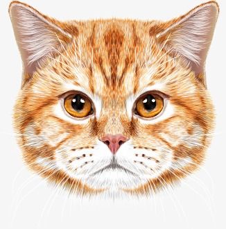 Cat Face Drawing, Draw Cats, Cat Drawing Tutorial, Head Portrait, Cat Coloring Book, Cute Cat Drawing, Drawing Faces, Drawing Wallpaper, Wildlife Paintings