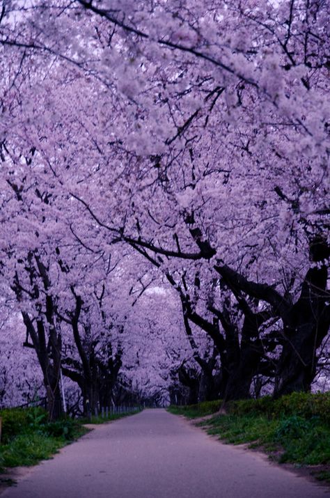 Sacred Chakra, Fav Color, Safety Net, All Things Purple, Aesthetic Pics, Wallpapers Backgrounds, Bougainvillea, Alam Yang Indah, Saitama