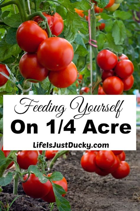 Is it possible to feed yourself on only 1/4 acre? Learn to grow your own fruits and vegetables and make it pretty enough for the front yard.Gardening techniques for feeding yourself. Tanaman Tomat, Gardening Techniques, Backyard Farming, Hydroponic Gardening, Front Yard Garden, Grow Your Own Food, Veggie Garden, Growing Food, Edible Garden