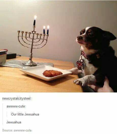 Hanukkah Dog, Shabbat Shalom Images, Cheek Lift, Jewish Stuff, Funny V, Best Of Tumblr, Funny Post, Mind The Gap, Have A Laugh