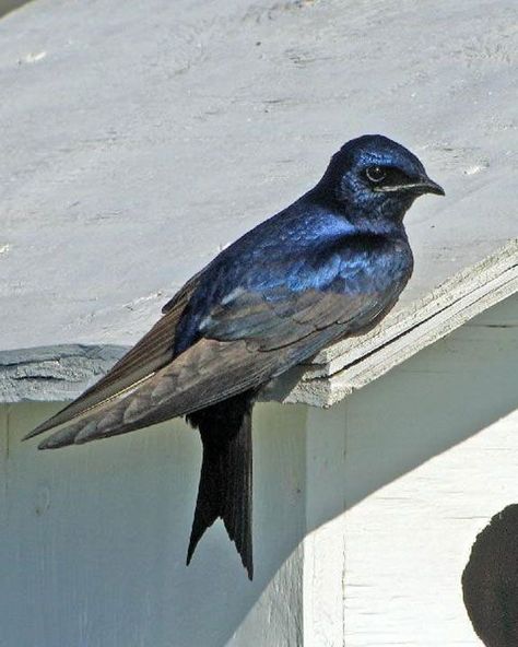 Purple Martin Bird, Martin Bird, Colorful Creatures, Purple Martin, Martin House, Amazing Birds, Birds And The Bees, Flock Of Birds, Kinds Of Birds